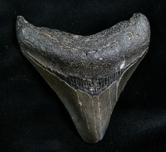 Posterior Megalodon Tooth #7766